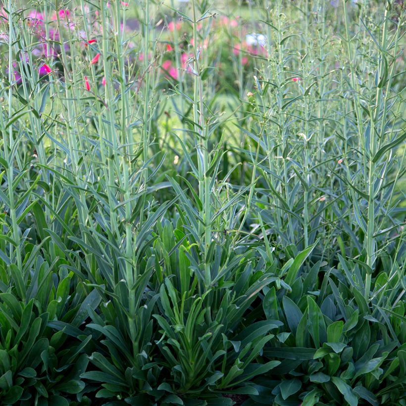 Penstemon barbatus Coccineus (Folhagem)