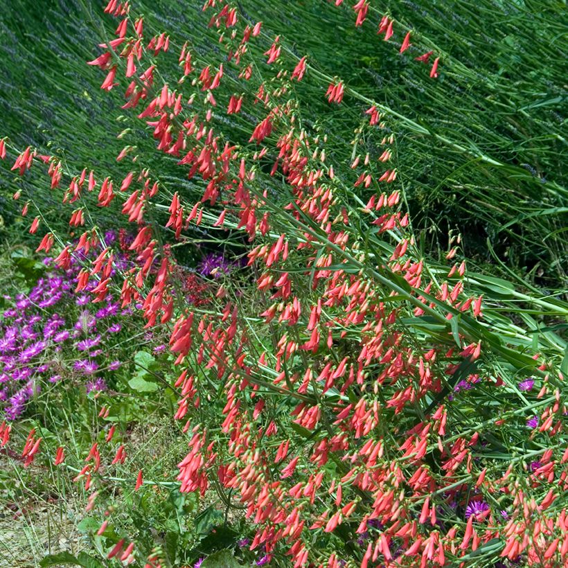 Penstemon barbatus Coccineus (Hábito)