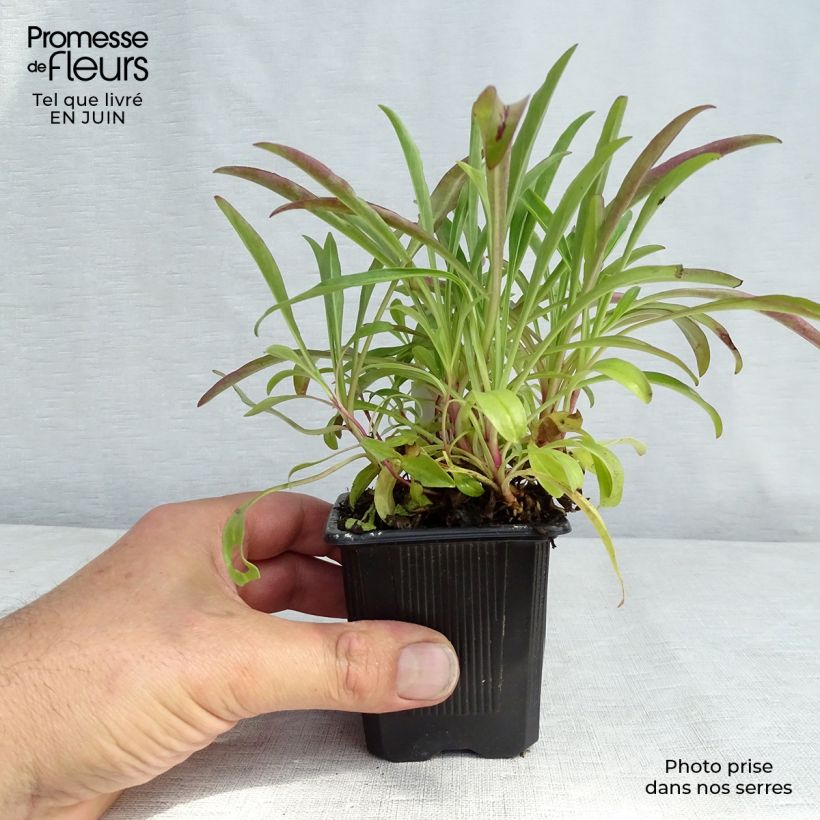 Amostra de Penstemon barbatus Coccineus Vaso de 8/9 cm tal como entregue no verão