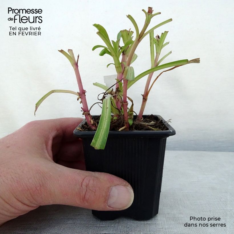 Amostra de Penstemon barbatus Coccineus Vaso de 8/9 cm tal como entregue no inverno
