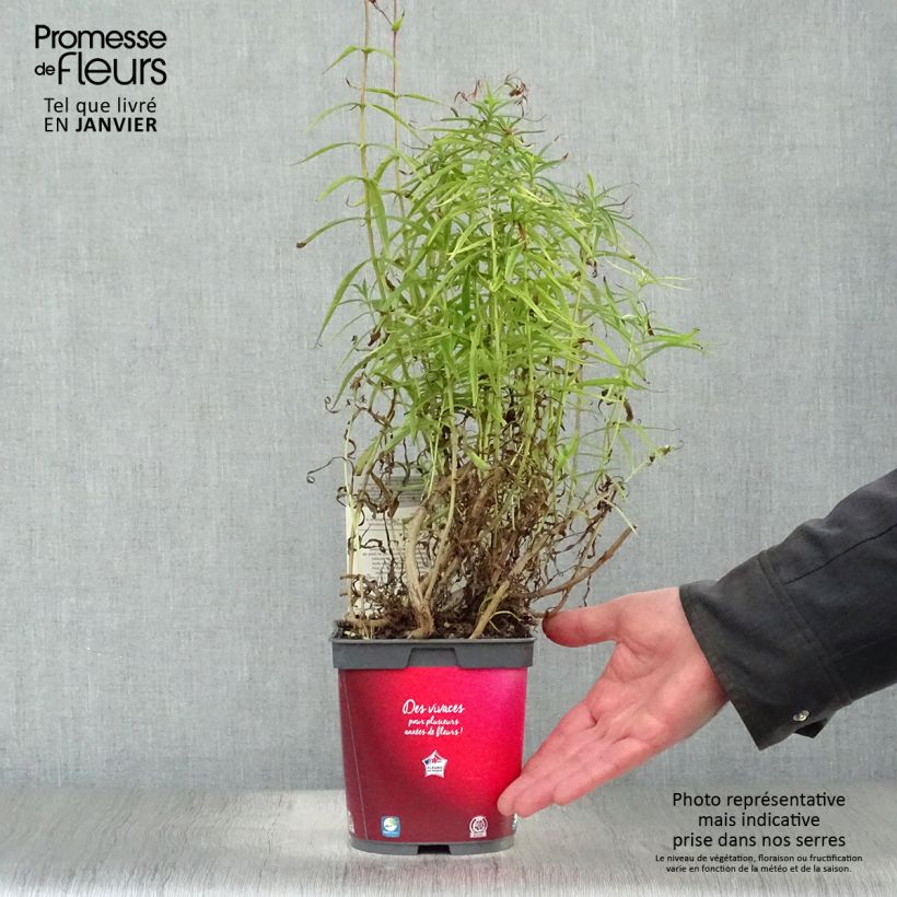 Amostra de Penstemon barbatus Coccineus Vaso de 2 L/3 L tal como entregue no inverno