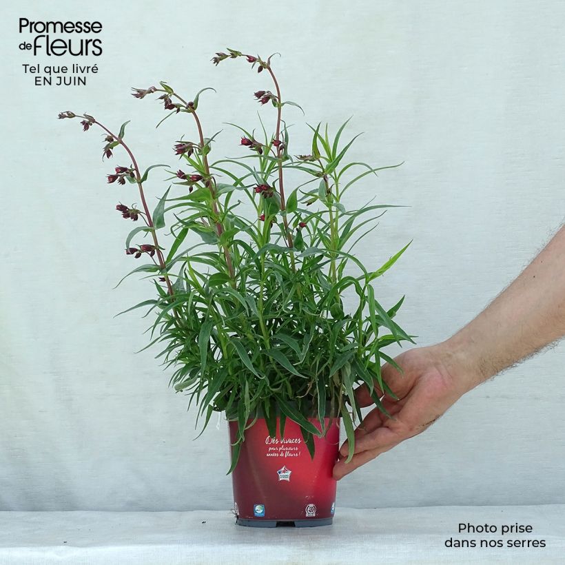 Amostra de Penstemon barbatus Coccineus Vaso de 2 L/3 L tal como entregue no verão
