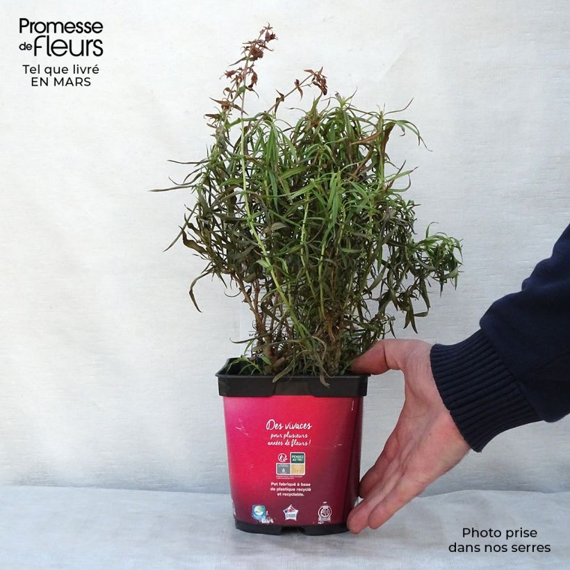 Amostra de Penstemon barbatus Coccineus Vaso de 2 L/3 L tal como entregue na primavera
