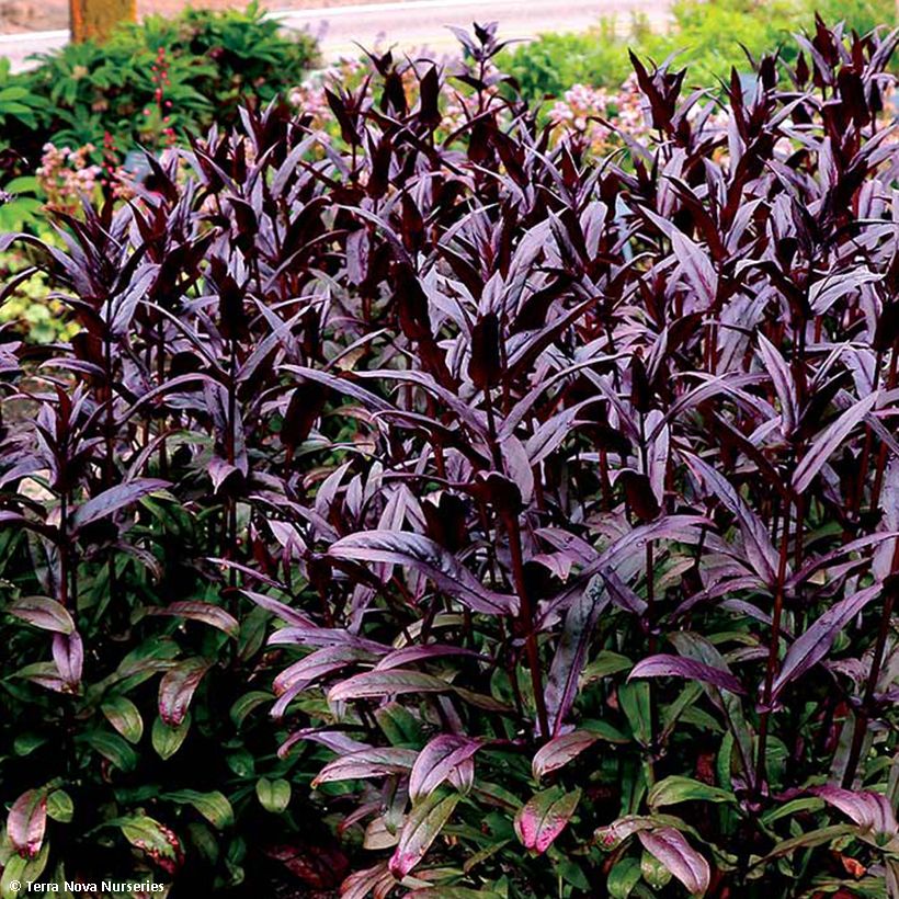 Penstemon digitalis Dakota Burgundy (Folhagem)