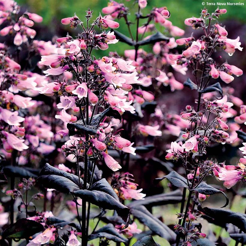 Penstemon digitalis Dakota Burgundy (Floração)