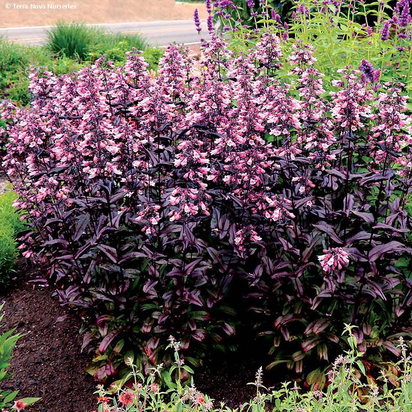 Penstemon digitalis Dakota Burgundy (Hábito)