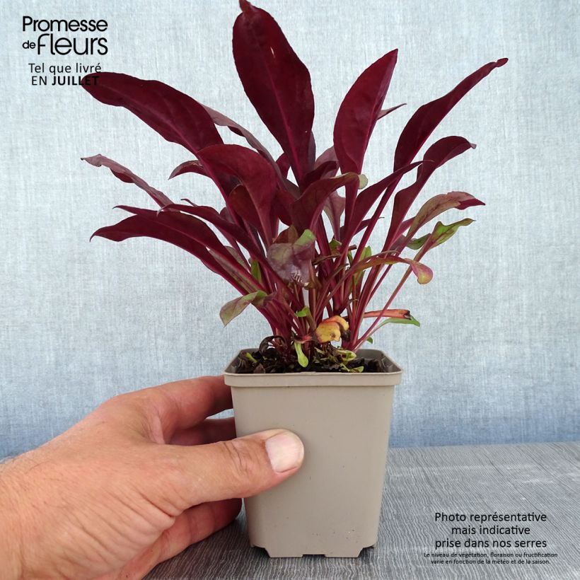 Amostra de Penstemon digitalis Dakota Burgundy Vaso de 8/9 cm tal como entregue no verão