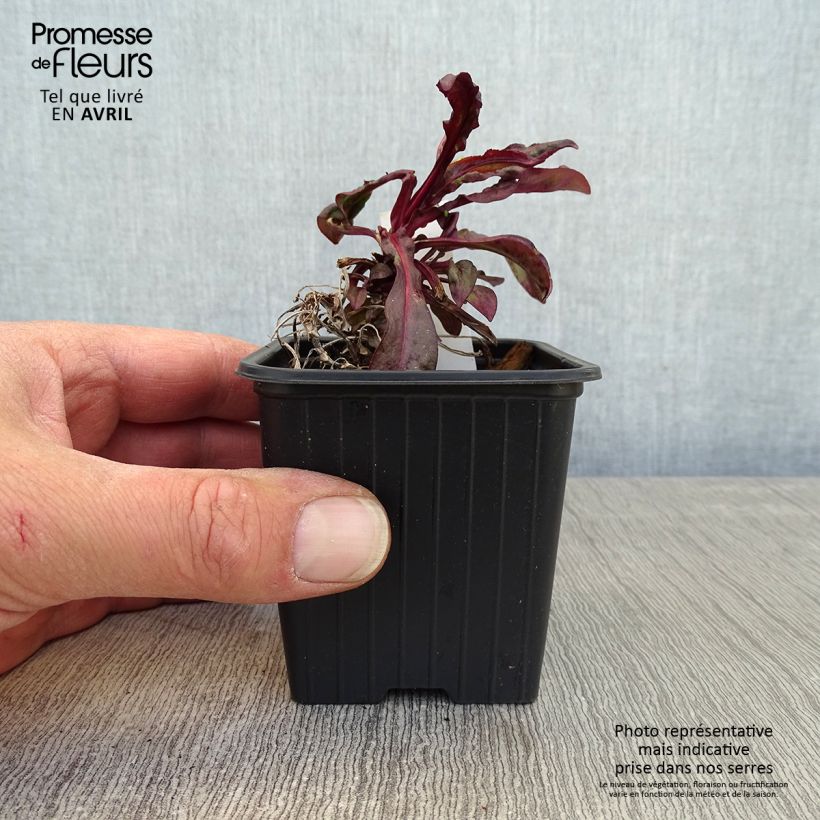 Amostra de Penstemon digitalis Dakota Burgundy Vaso de 8/9 cm tal como entregue na primavera