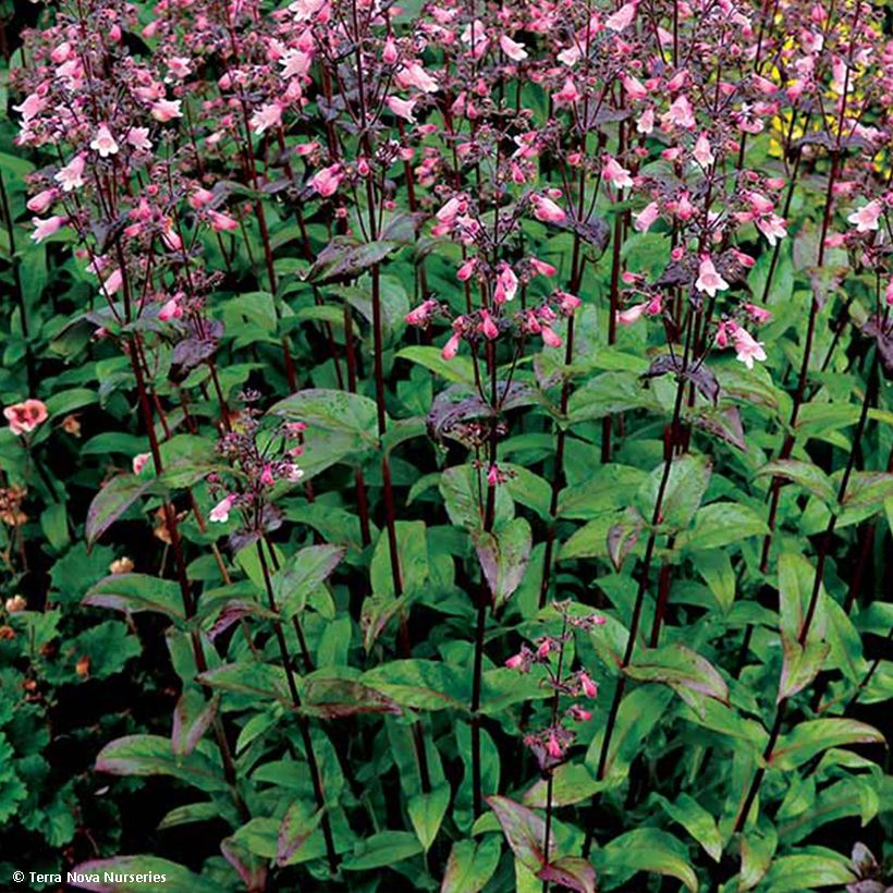 Penstemon digitalis Dakota Verde (Folhagem)