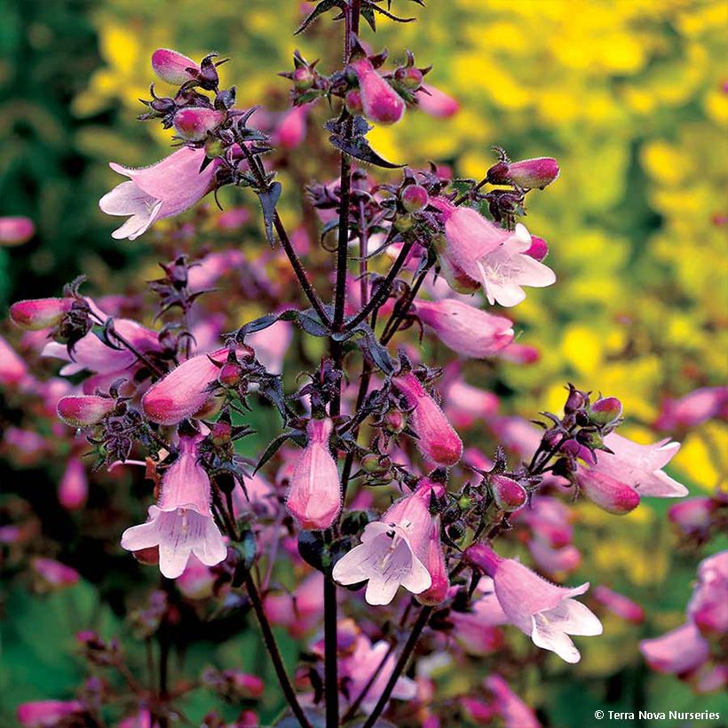 Penstemon digitalis Dakota Verde (Floração)