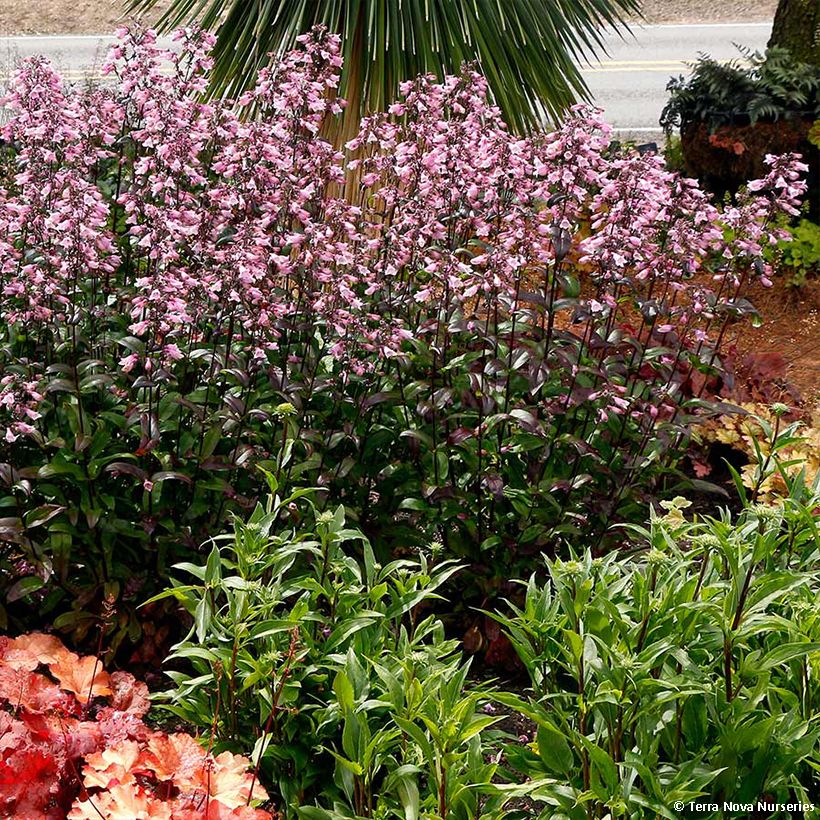 Penstemon digitalis Dakota Verde (Hábito)