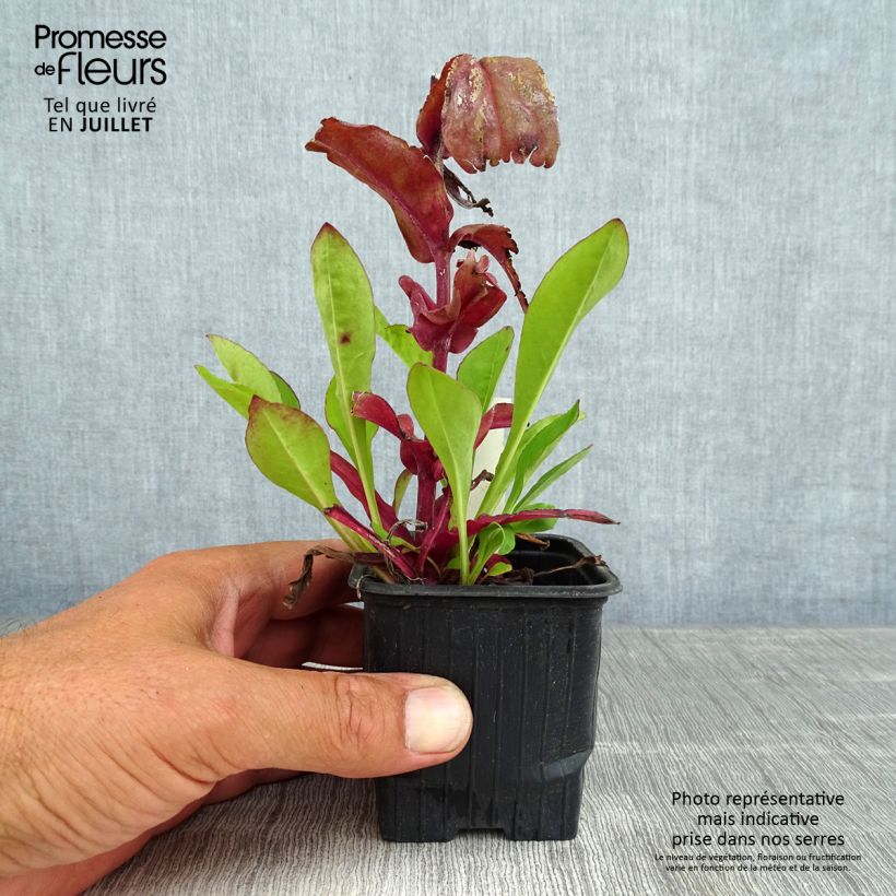 Amostra de Penstemon digitalis Dakota Verde Vaso de 8/9 cm tal como entregue no verão