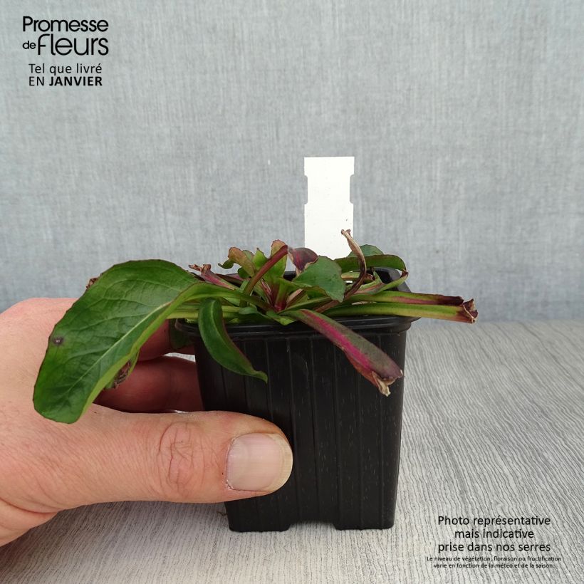 Amostra de Penstemon digitalis Dakota Verde Godet de 8/9 cm tal como entregue no inverno