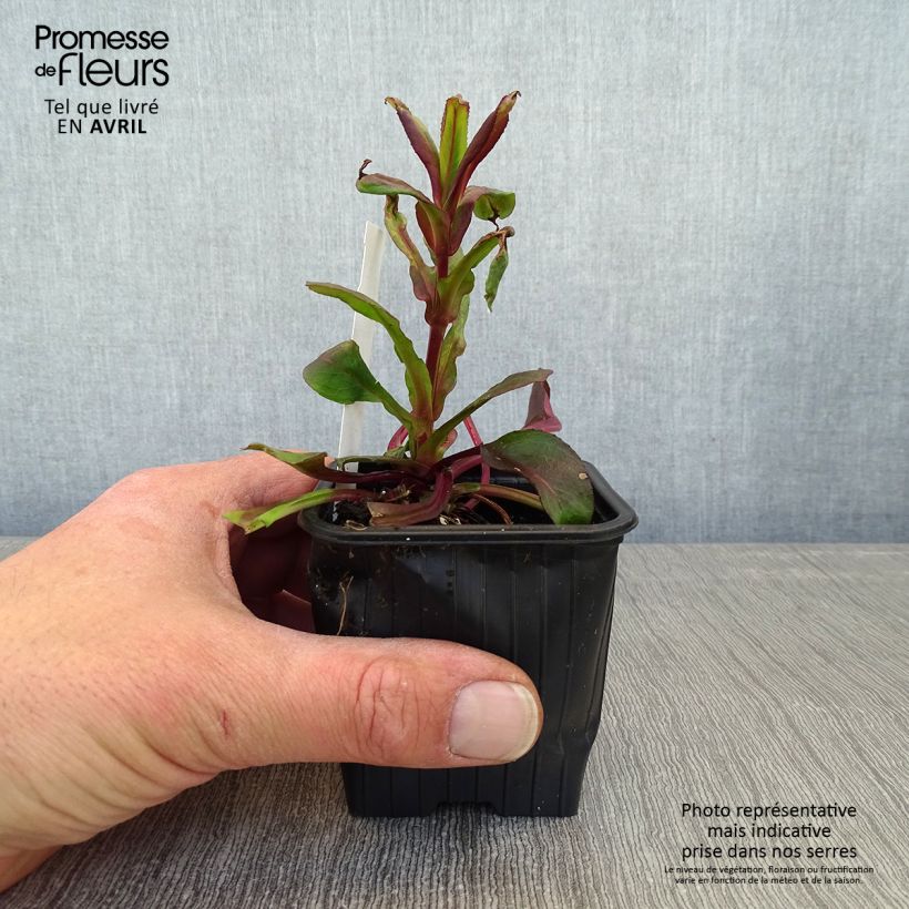 Amostra de Penstemon digitalis Dakota Verde Vaso de 8/9 cm tal como entregue na primavera