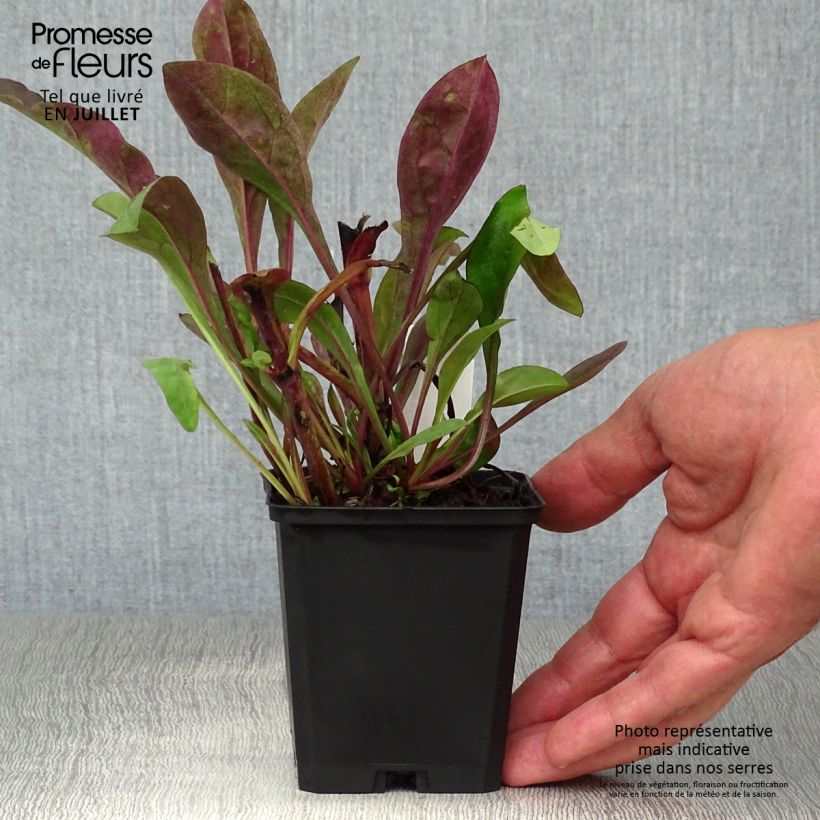 Amostra de Penstemon digitalis Dark Towers Vaso de 8/9 cm tal como entregue no verão