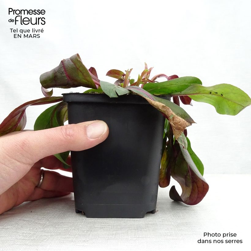 Amostra de Penstemon digitalis Dark Towers Vaso de 8/9 cm tal como entregue na primavera