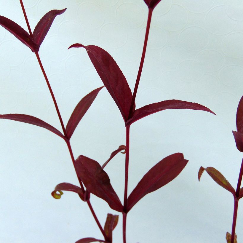 Penstemon digitalis Pocahontas (Folhagem)