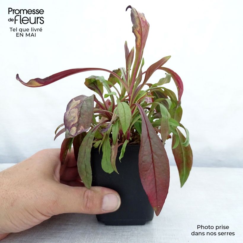 Amostra de Penstemon digitalis Pocahontas Vaso de 8/9 cm tal como entregue na primavera