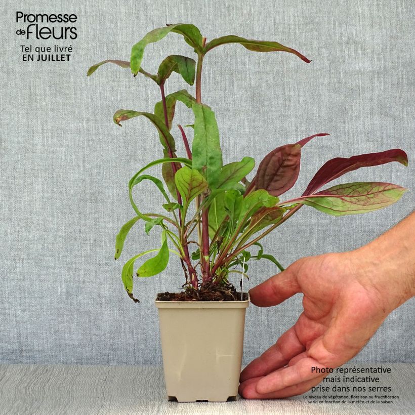 Amostra de Penstemon digitalis Pocahontas Vaso de 8/9 cm tal como entregue no verão