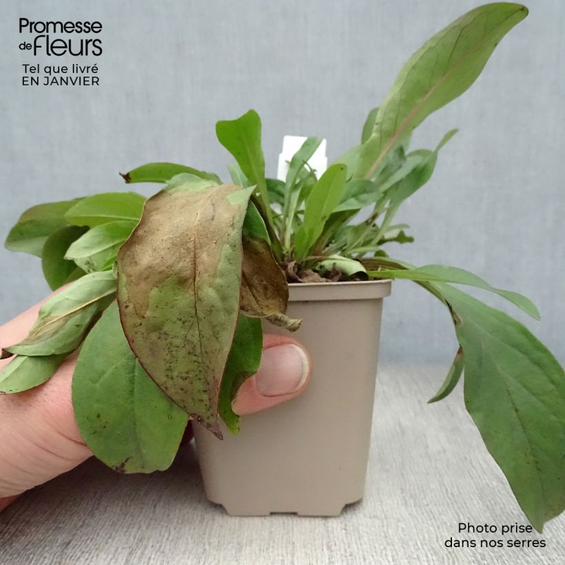 Amostra de Penstemon digitalis Pocahontas - Galane Vaso de 8/9 cm tal como entregue no inverno