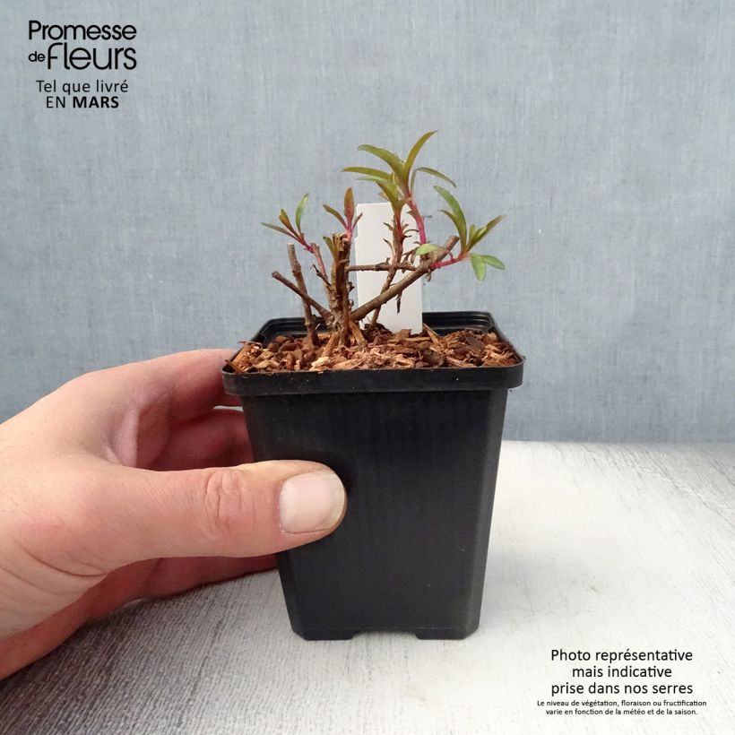 Amostra de Penstemon glaber - Galane Godet de 8/9 cm tal como entregue na primavera