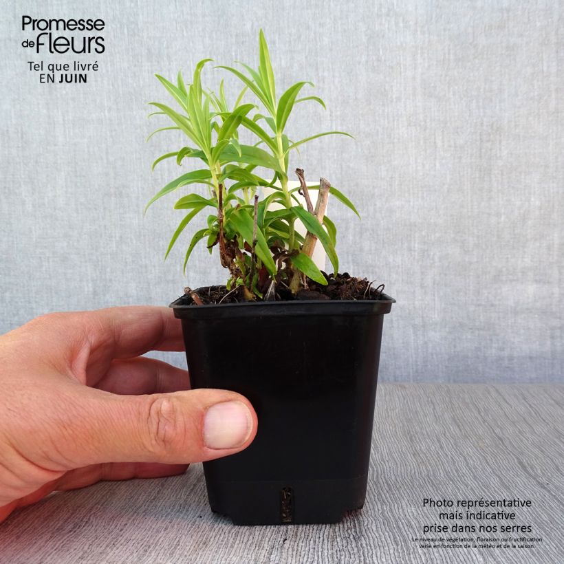 Amostra de Penstemon Alice Hindley Vaso de 8/9 cm tal como entregue no verão