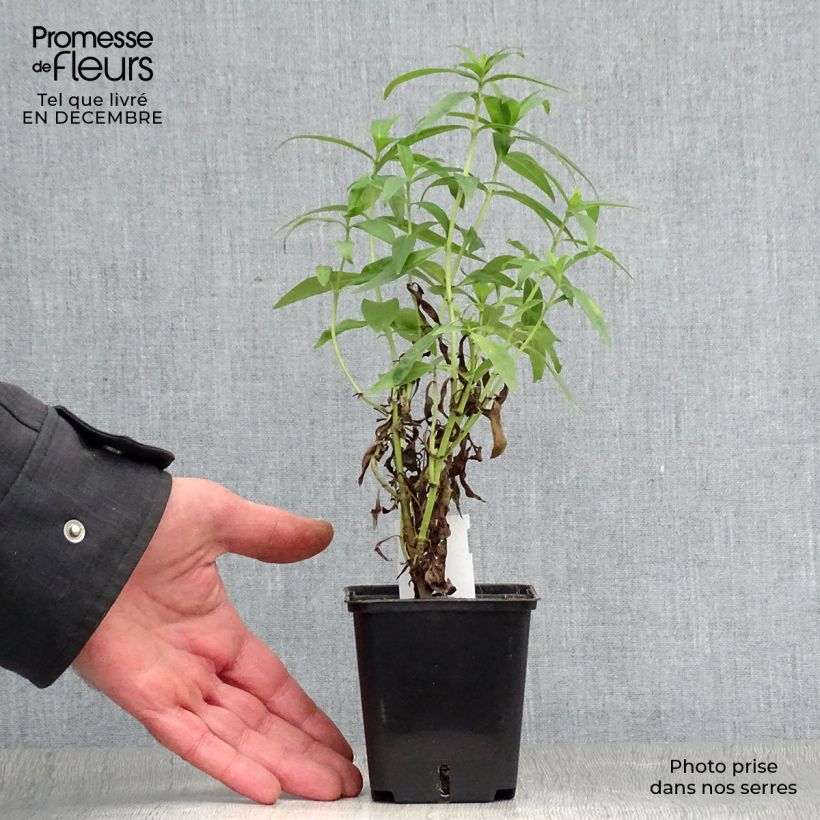 Amostra de Penstemon Alice Hindley Vaso de 8/9 cm tal como entregue no inverno