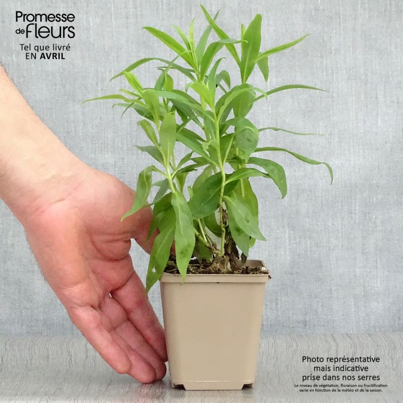 Amostra de Penstemon Alice Hindley Vaso de 8/9 cm tal como entregue na primavera