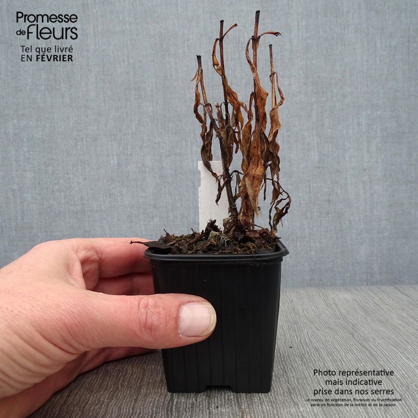 Amostra de Penstemon Blackbird Vaso de 7/8 cm tal como entregue no inverno