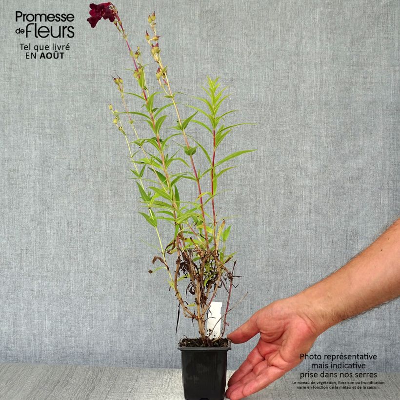 Amostra de Penstemon Blackbird Vaso de 7/8 cm tal como entregue no verão