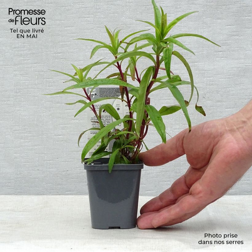 Amostra de Penstemon Blackbird Vaso de 7/8 cm tal como entregue na primavera
