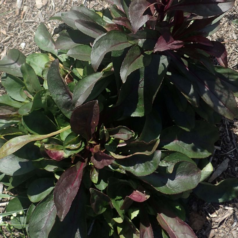 Penstemon digitalis Dark Towers (Folhagem)