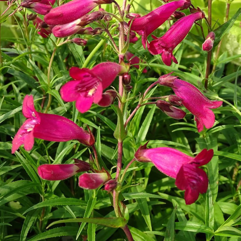 Penstemon × campanulatus Garnet (Floração)