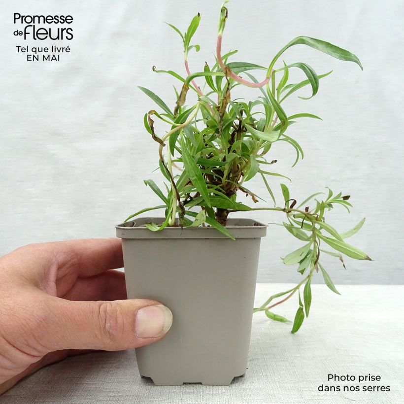 Amostra de Penstemon × campanulatus Garnet Vaso de 8/9 cm tal como entregue na primavera
