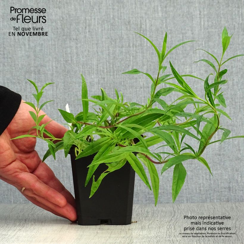 Amostra de Penstemon × campanulatus Garnet Vaso de 8/9 cm tal como entregue no outono