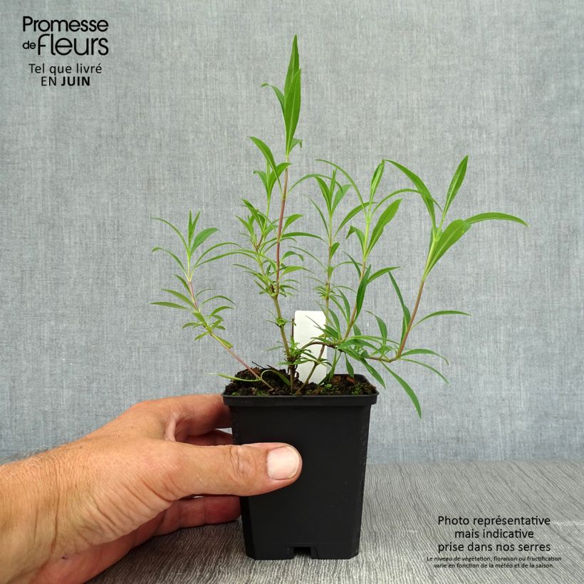 Amostra de Penstemon × campanulatus Garnet Vaso de 8/9 cm tal como entregue no verão