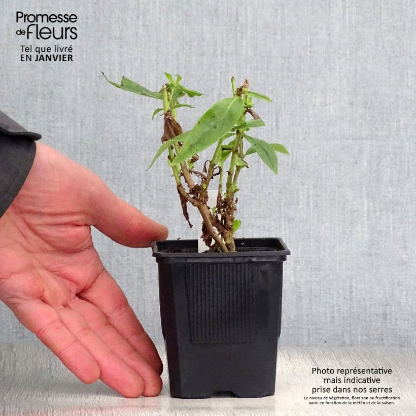 Amostra de Penstemon Gloire des Quatre Rues Vaso de 8/9 cm tal como entregue no inverno