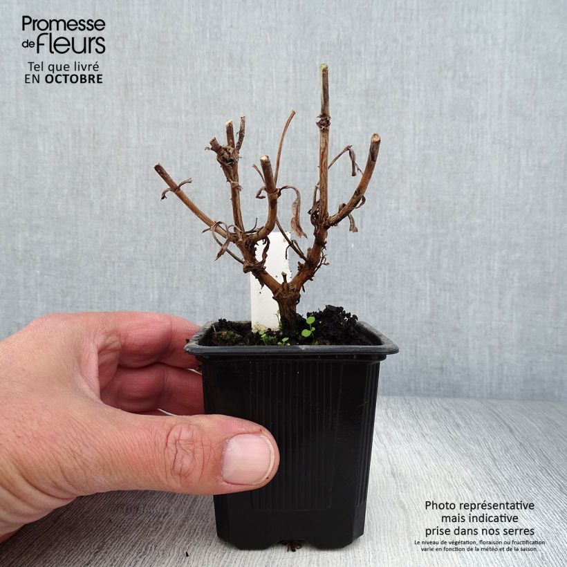 Amostra de Penstemon Gloire des Quatre Rues Vaso de 8/9 cm tal como entregue no outono