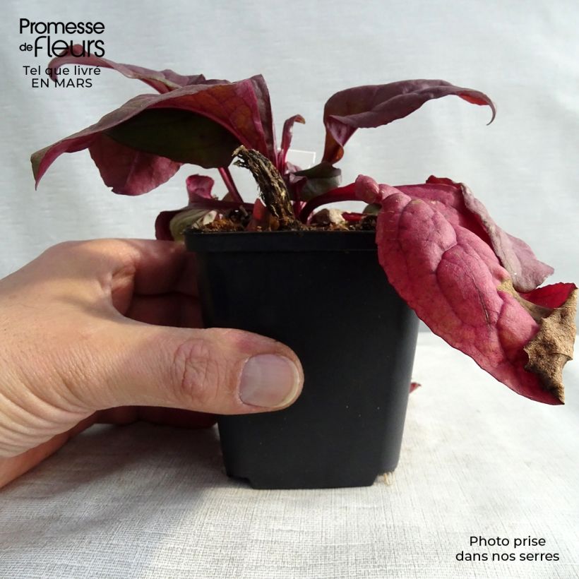 Amostra de Penstemon digitalis Husker Red Vaso de 8/9 cm tal como entregue na primavera