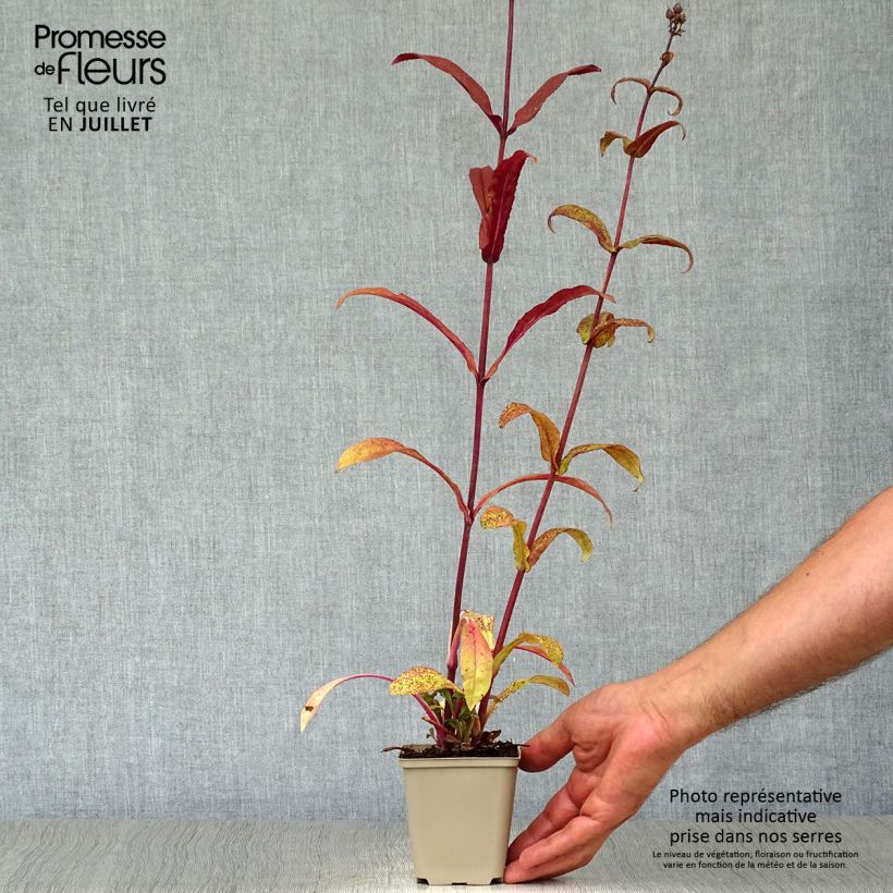 Amostra de Penstemon digitalis Husker Red Vaso de 8/9 cm tal como entregue no verão