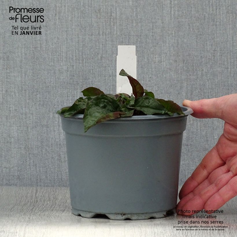 Amostra de Penstemon digitalis Husker Red Vaso de 2 L/3 L tal como entregue no inverno