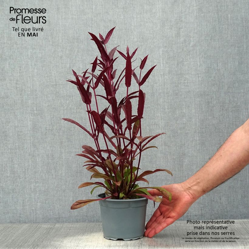 Amostra de Penstemon digitalis Husker Red Vaso de 2 L/3 L tal como entregue na primavera