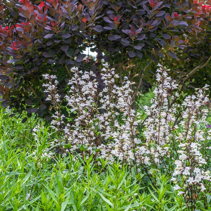 Penstemon digitalis Husker Red (Hábito)