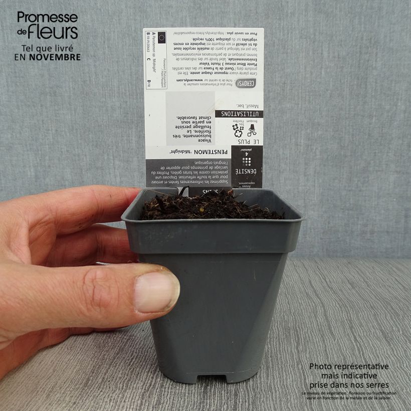Amostra de Penstemon Midnight Vaso de 8/9 cm tal como entregue no outono