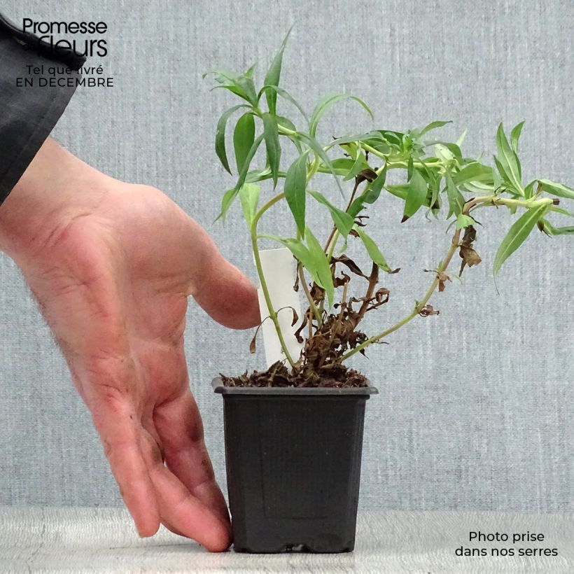 Amostra de Penstemon Midnight Vaso de 8/9 cm tal como entregue no inverno