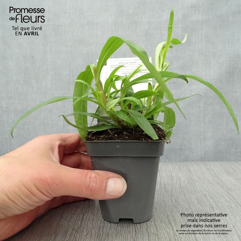 Amostra de Penstemon Midnight Vaso de 8/9 cm tal como entregue na primavera