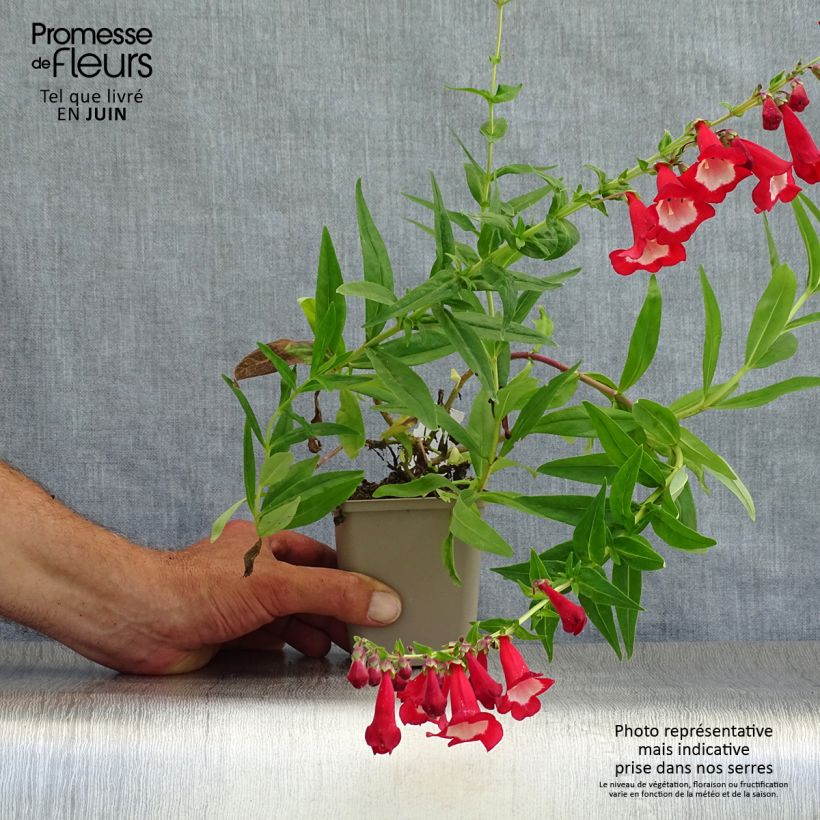 Amostra de Penstemon Rubicundus Vaso de 8/9 cm tal como entregue no verão
