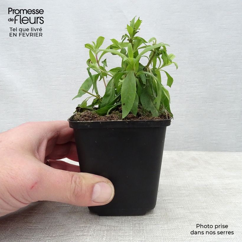 Amostra de Penstemon hybride Rubicundus - Galane Vaso de 8/9 cm tal como entregue no inverno