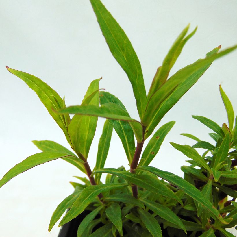 Penstemon Russian River (Folhagem)