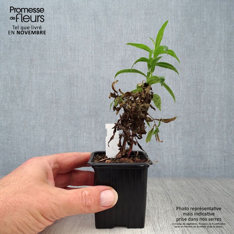 Amostra de Penstemon Russian River Vaso de 8/9 cm tal como entregue no outono